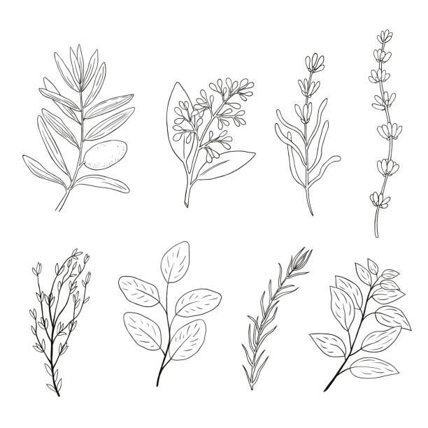 illustrations, cliparts, dessins animés et icônes de ensemble d’éléments végétaux dessinés à la main. herbes et épices doodle - rosemary herb vegetable garden herbal medicine