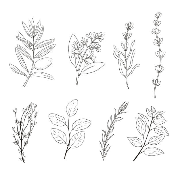 набор нарисованных вручную растительных элементов. каракули травы и специи - rosemary herb vegetable garden herbal medicine stock illustrations