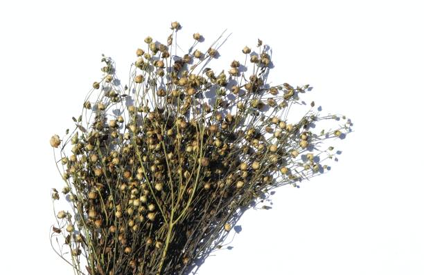 istock Flax or Linseed Branches with Pods Isolated on White Background 1215949578