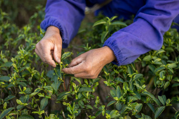 плантация зеленого чая - tea pickers стоковые фото и изображения