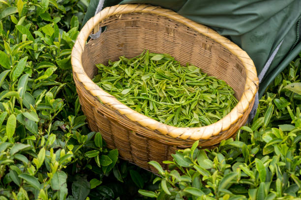 Green tea plantation