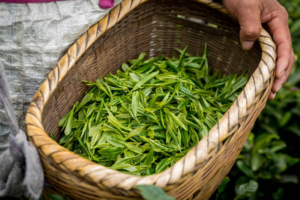 녹차 농장 - china tea crop chinese culture traditional culture 뉴스 사진 이미지