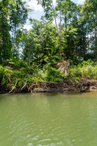 istock Daintree River tour in Queensland, Australia 1215951743