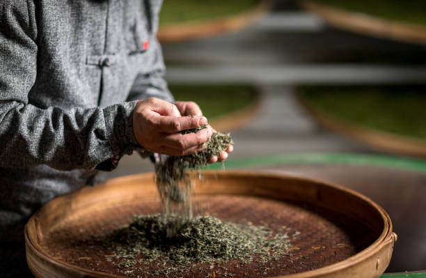istock old chinese man makes longjing green tea in tea plantation 1215954876
