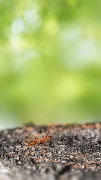 istock Fire ant on branch in nature green background 1215955157