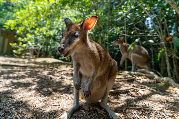 istock Wallabies in Daintree rainforest, Queensland, Australia 1215955480