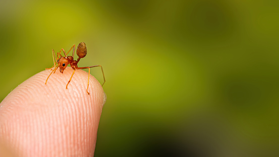 Fire ant on branch in nature green background, Life cycle,Selection focus only on some points in the image.