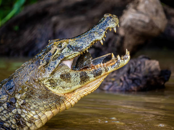 istock Cayman holds his head above the water and eats fish. 1215955788