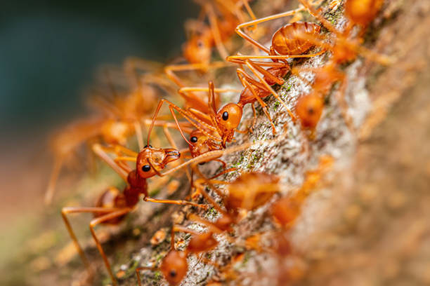 istock Fire ant on branch in nature green background 1215955887