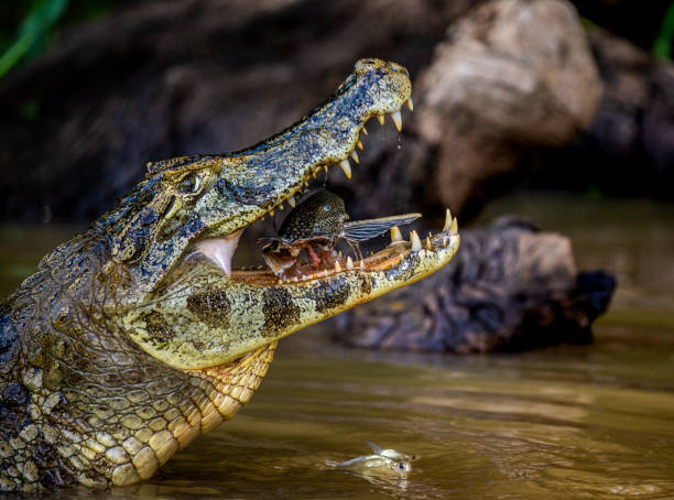 istock Cayman holds his head above the water and eats fish. 1215956660