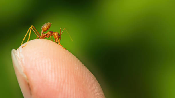 istock Fire ant on branch in nature green background 1215956803