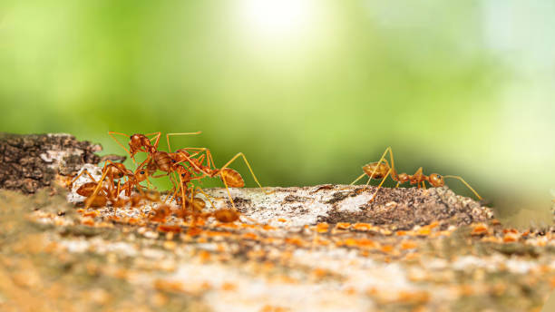 istock Fire ant on branch in nature green background 1215956970