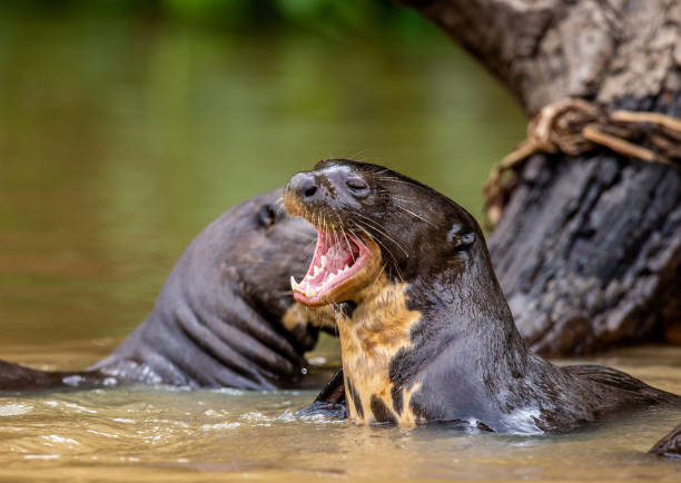 istock Giant otters eats fish in water. 1215957025