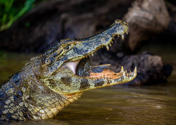 istock Cayman holds his head above the water and eats fish. 1215957344