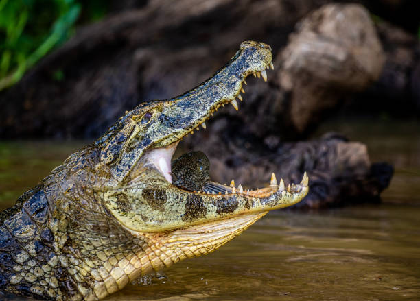 istock Cayman holds his head above the water and eats fish. 1215957353