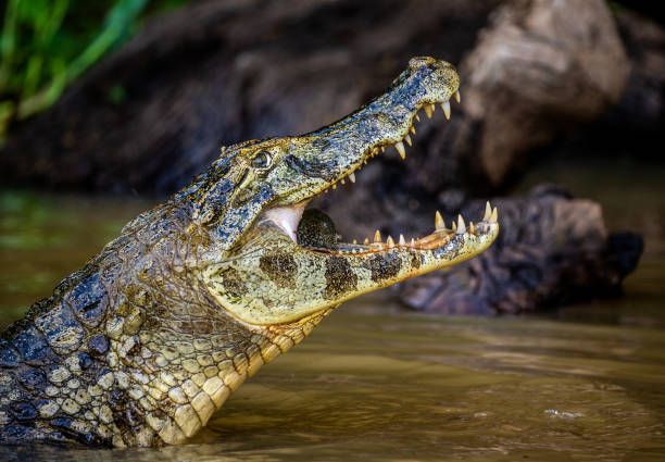istock Cayman holds his head above the water and eats fish. 1215957580