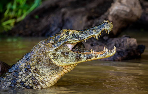 istock Cayman holds his head above the water and eats fish. 1215957898
