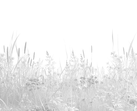 Colorless wild grass and wildflowers on a white background. Herbal harvest in monochrome white color. Illustration with copy space. 3D render.