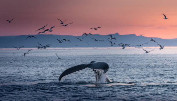 istock Humpback whales in the beautiful sunset landscape 1215958649