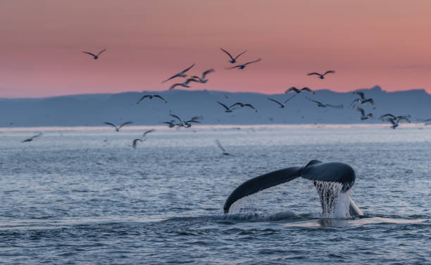 istock Humpback whales in the beautiful sunset landscape 1215958657