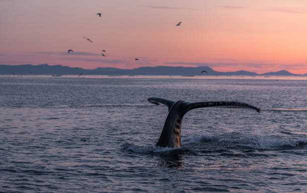 istock Humpback whales in the beautiful sunset landscape 1215958670
