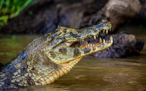 istock Cayman holds his head above the water and eats fish. 1215958701