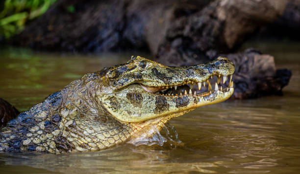 istock Cayman holds his head above the water and eats fish. 1215958729