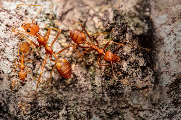 istock Fire ant on branch in nature green background 1215958967