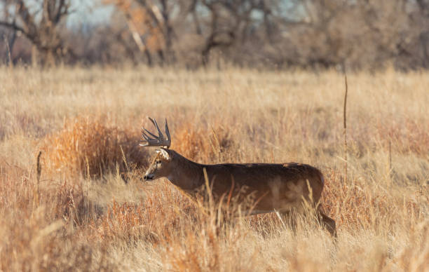 istock Buck Whitetail Deer in Autumn 1215959072
