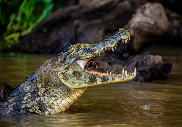 istock Cayman holds his head above the water and eats fish. 1215959932