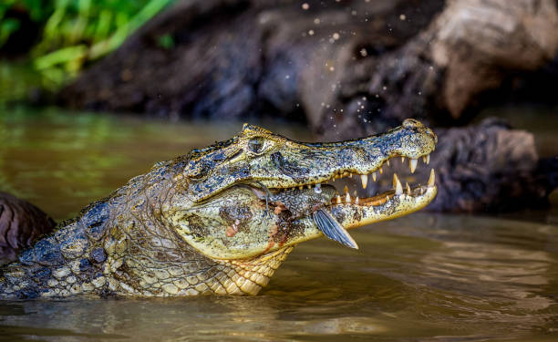 istock Cayman holds his head above the water and eats fish. 1215959941