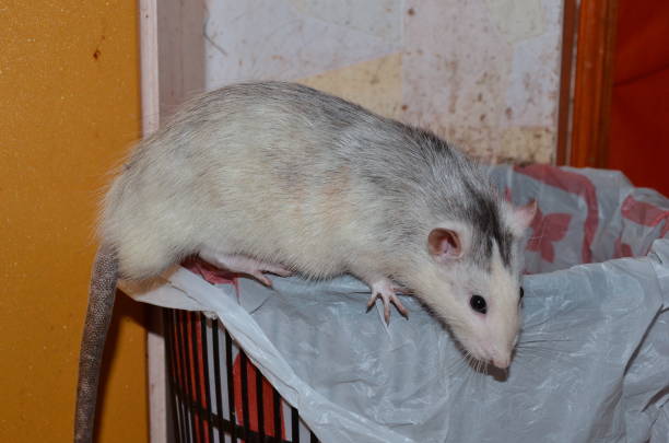 istock A grey house rat crawled on a garbage can 1215960481