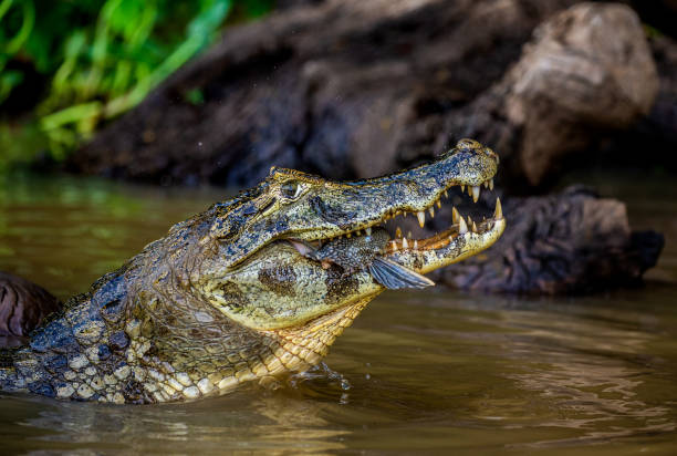 istock Cayman holds his head above the water and eats fish. 1215960682