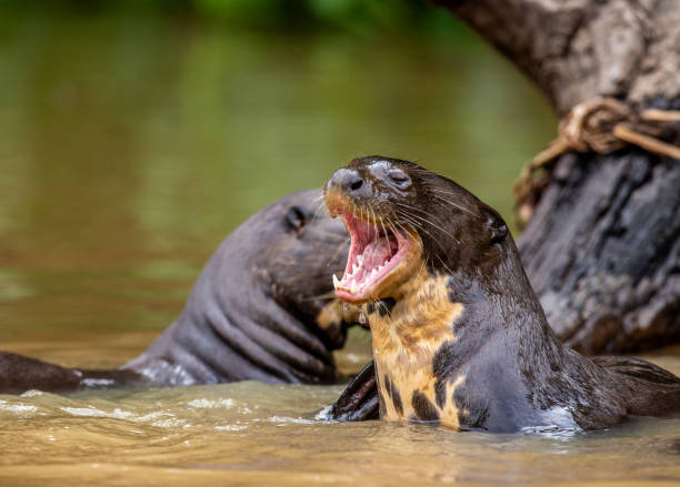 istock Giant otters eats fish in water. 1215960684