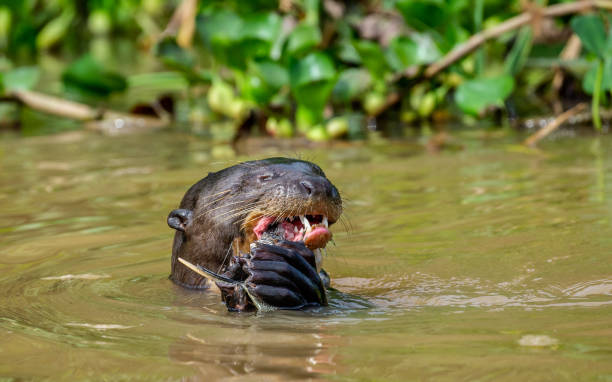 istock Giant otter is eating fish in water. 1215960877