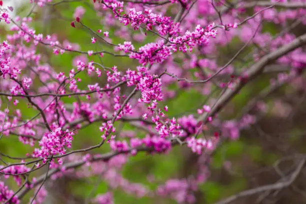 Purple flowers of Cercis canadensis on the branches close-up. Delicate floral background. Pink flowers on a blurry green background. Panoramic spring view.