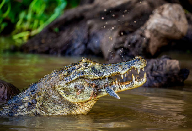 istock Cayman holds his head above the water and eats fish. 1215961024