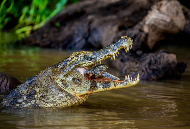 istock Cayman holds his head above the water and eats fish. 1215961254