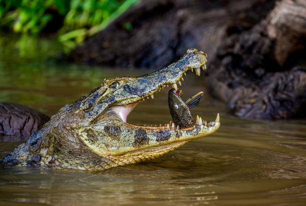 istock Cayman holds his head above the water and eats fish. 1215961378