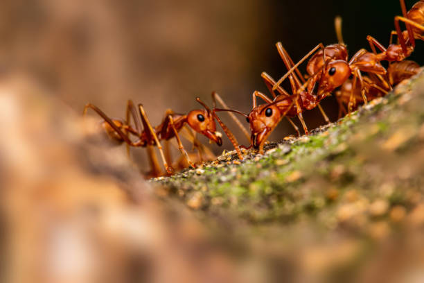 istock Fire ant on branch in nature green background 1215961560