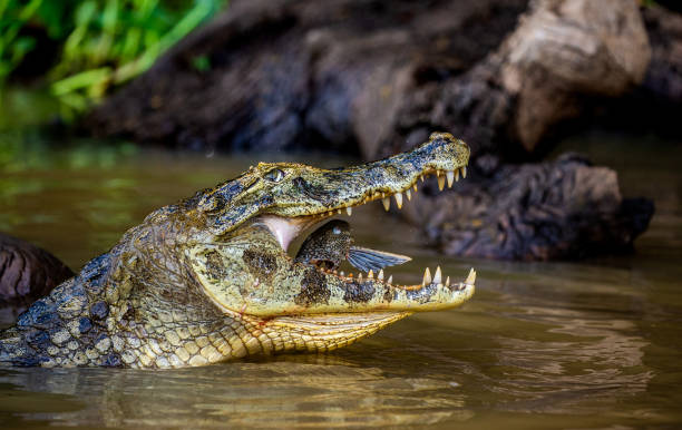 istock Cayman holds his head above the water and eats fish. 1215962354