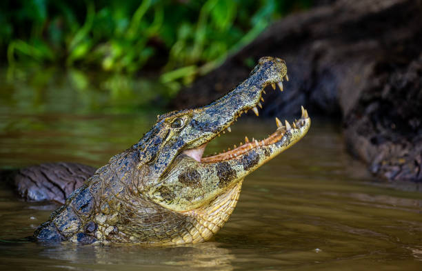 istock Cayman holds his head above the water and eats fish. 1215962722