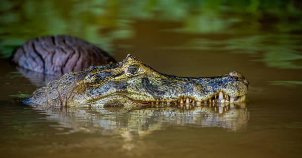 istock Cayman head on the surface of the water. 1215963023