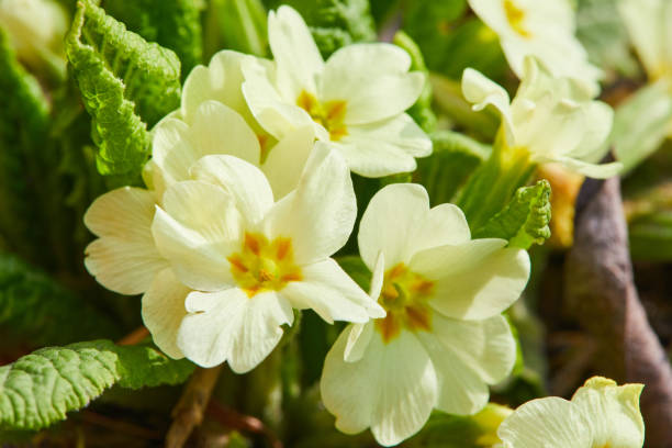 istock Yellow Primula vulgaris, primrose. 1215963030