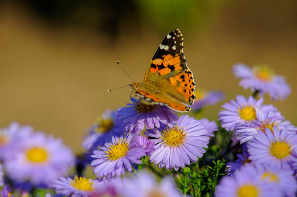 istock Beautiful, bright butterfly on flowers with a blurry dark background 1215963778