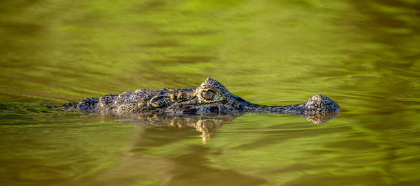 istock Cayman head on the surface of the water. 1215964046