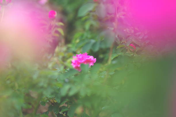 Landscape of rose field.