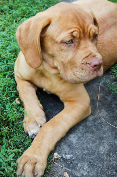 istock burgundy dogie 1215966329