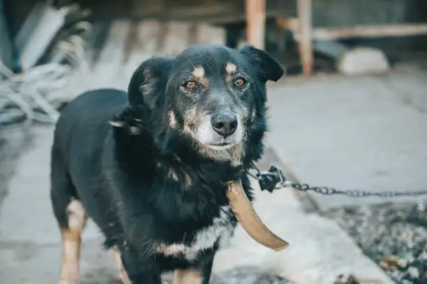 Chained black old dog portrait with no breed with smart deep brown eyes on the street near the doghouse. Domestic animal guards the yard, blury background.