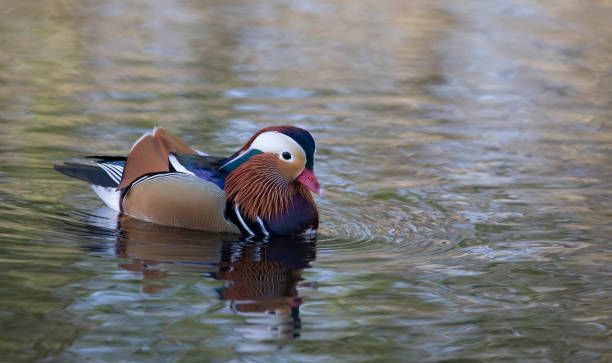 istock Male Mandarin duck 1215968727